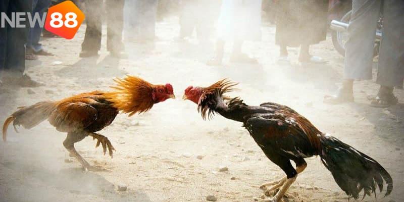 Các kỹ năng cần thiết khi tham gia chơi đá gà hàng xáo