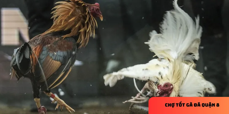 Gà tre linh hoạt và tốc độ trong các trận đấu.