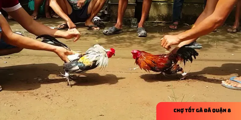 Gà Asil là sự kết hợp giữa sức mạnh và trí thông minh.