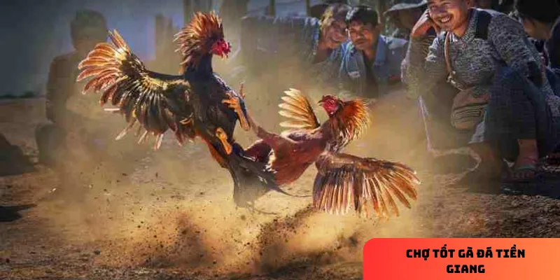3 bước thực hiện chợ tốt gà đá tiền giang