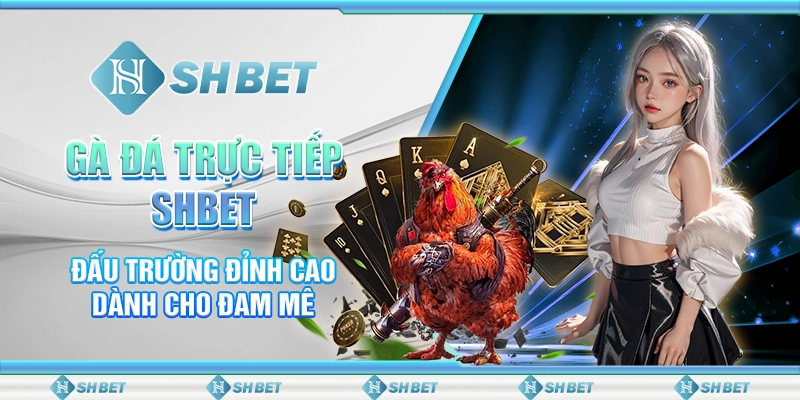 Gà Đá Trực Tiếp SHBET – Đấu Trường Đỉnh Cao Dành Cho Đam Mê