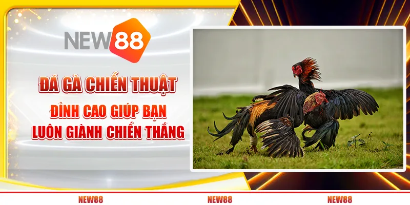 Đá gà chiến thuật đỉnh cao giúp bạn luôn giành chiến thắng