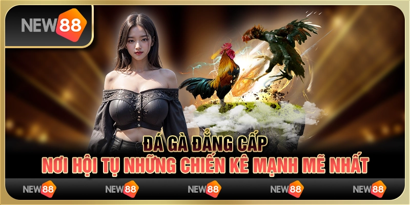 Đá gà đẳng cấp - nơi hội tụ những chiến kê mạnh mẽ nhất