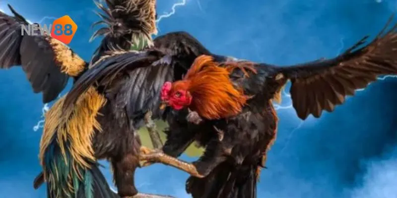 Quy trình tham gia và lựa chọn cược