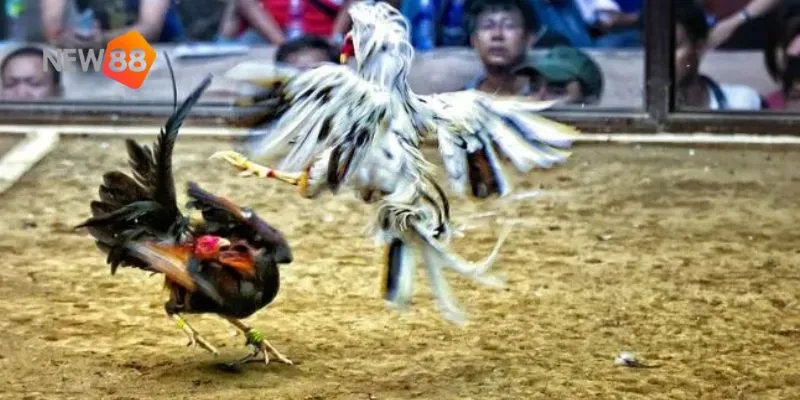 Mẹo chơi đá gà siêu tốc hiệu quả