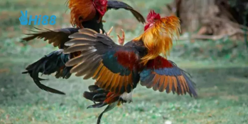 Theo dõi tỷ lệ cược Đấu Gà Hoàng Gia.