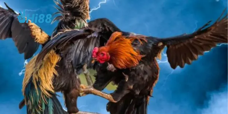 Vai trò huấn luyện viên Đấu Gà Hoàng Gia 