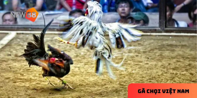 Tại NEW88, người chơi có thể học hỏi thêm kinh nghiệm chăm sóc