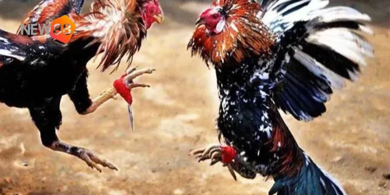 Tìm hiểu lý do New88 là lựa chọn hàng đầu cho trò chơi này.