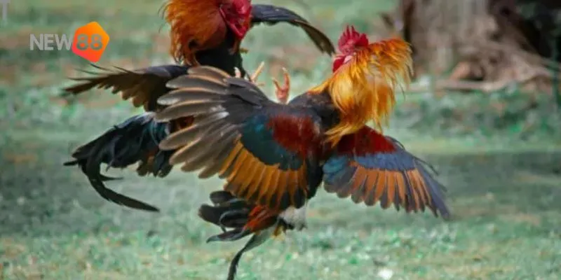 Khám phá lý do tại sao gà nòi thách đấu trực tuyến ngày càng phổ biến.