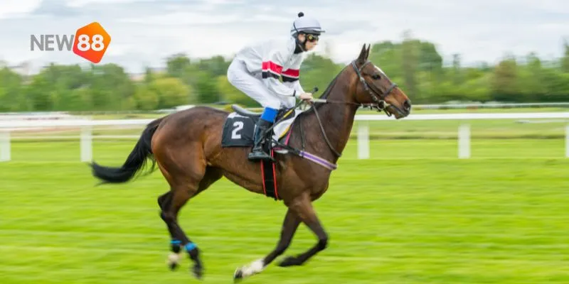 Tìm hiểu sức khỏe ngựa đua.