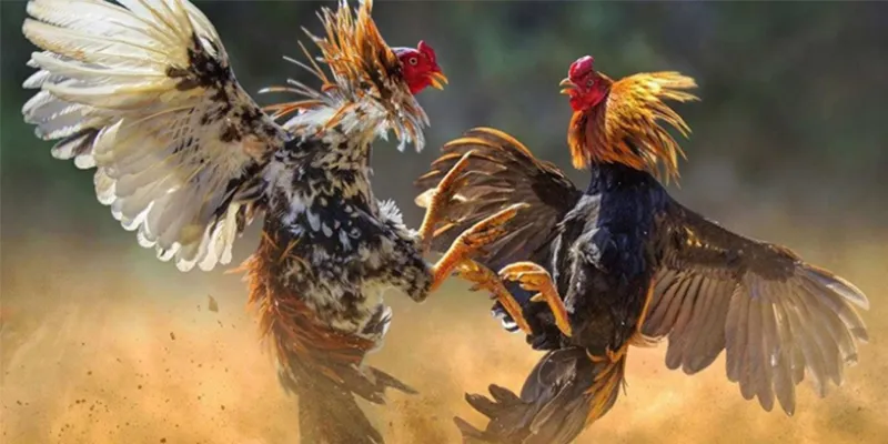 Tìm hiểu về gà đá trực tiếp tại SHBET