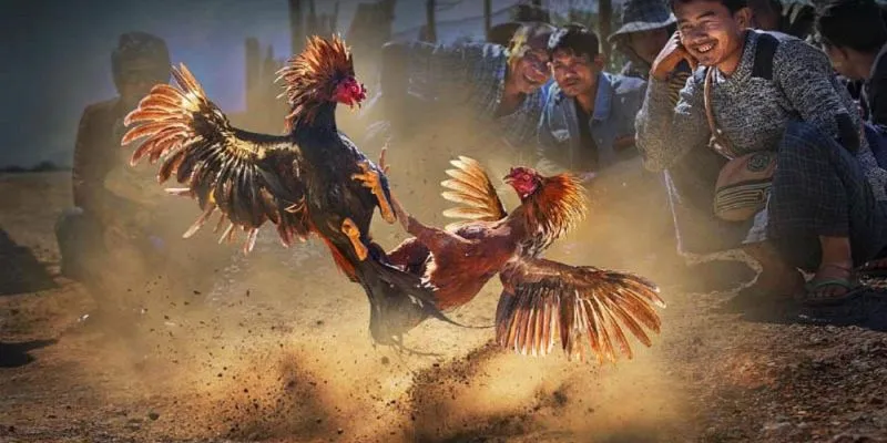 Đồng hành trực tiếp cùng cược thủ