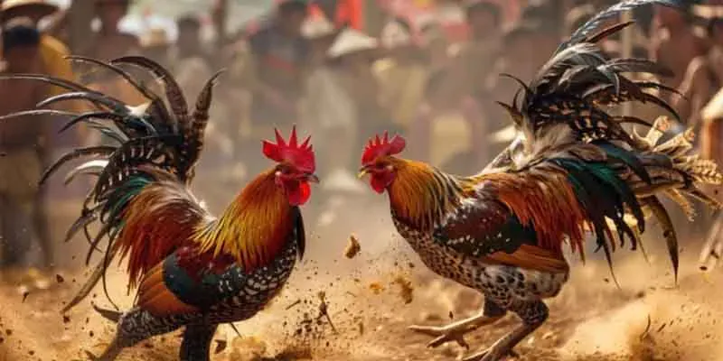 Cộng đồng tay chơi kỳ cựu