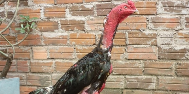 Gà Chọi Việt Nam có sức chiến đấu mạnh mẽ và dẻo dai