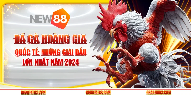 Đá gà hoàng gia quốc tế: những giải đấu lớn nhất năm 2024