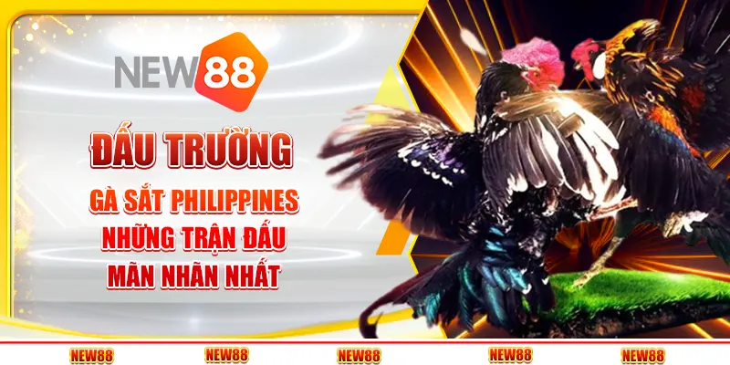 Đấu Trường Gà Sắt Philippines: Những Trận Đấu Mãn Nhãn Nhất