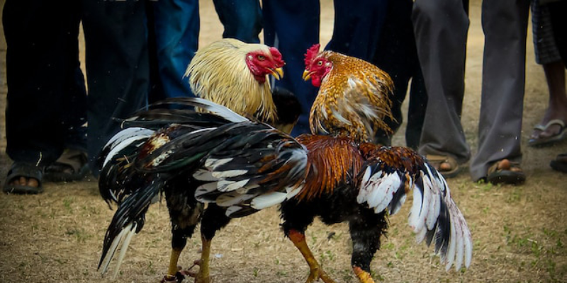 Mỗi trận đấu của Gà Chọi Việt Nam đều gây sự chú ý lớn