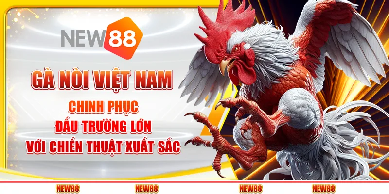Gà nòi Việt Nam: Chinh phục đấu trường lớn với chiến thuật xuất sắc