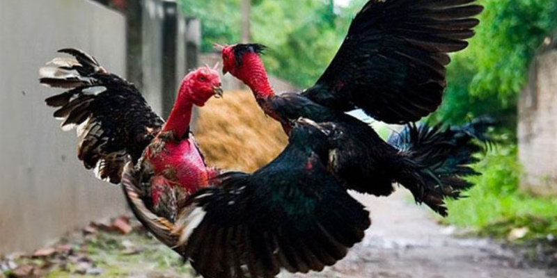 Gà Chọi Việt Nam có thể chiến đấu cả trong môi trường khắc nghiệt