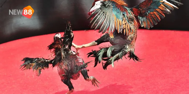 Các yếu tố như sức mạnh gà và chiến thuật ảnh hưởng lớn đến kết quả.