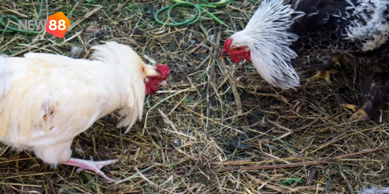 Huấn luyện bài bản là chìa khóa để tạo ra những chiến binh mạnh mẽ trên đấu trường.