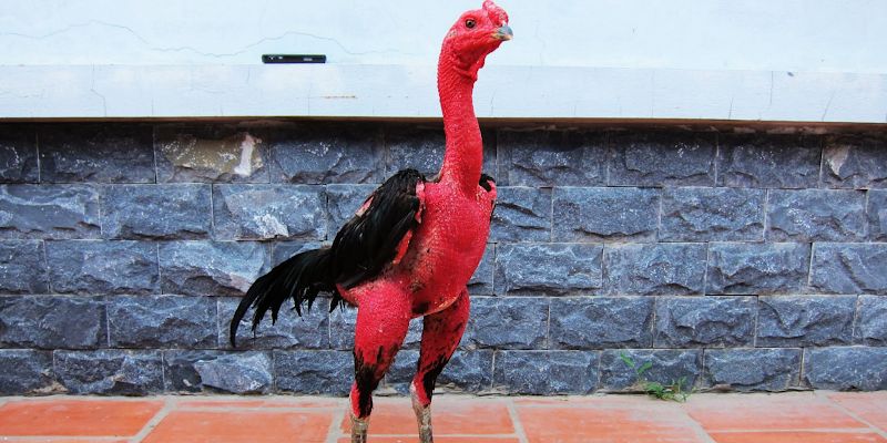 Đôi nét về việc tắm khô cho gà