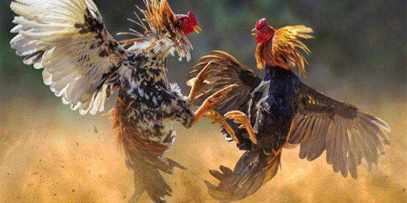 Tắm khô mang lại nhiều lợi ích cho gà đá