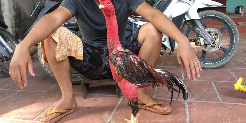 Chọn thức uống phù hợp cho gà