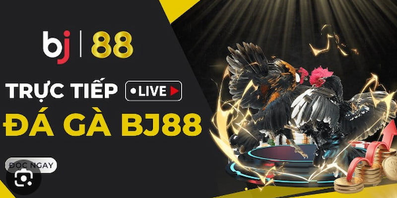 Cược thắng thua trong trận đấu đá gà tại BJ88