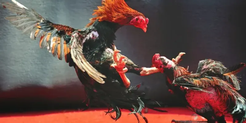 Khám phá về đá gà Philippines