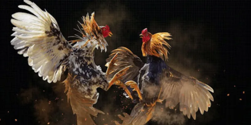 Luật chơi Đá Gà cơ bản cần nắm chắc