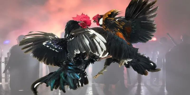 Những bí quyết thắng cá cược trong Đá Gà