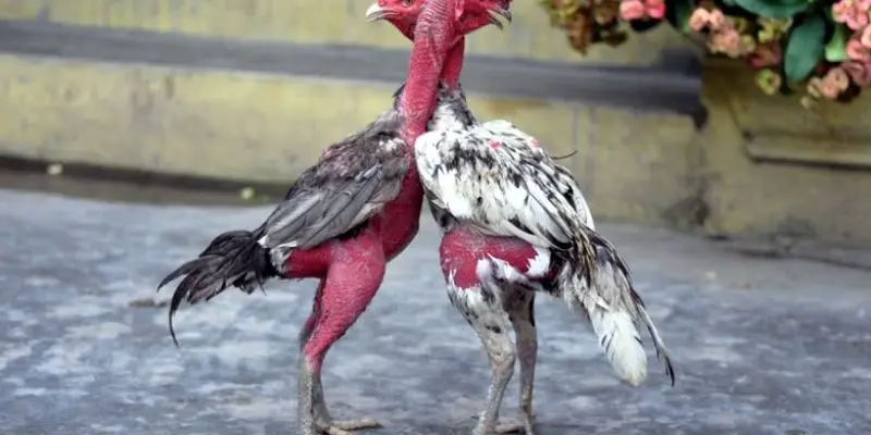 Hiểu rõ về khái niệm tổng quát gà chọi Việt Nam