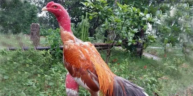 Các giống gà chọi Việt Nam thường gặp khi chơi