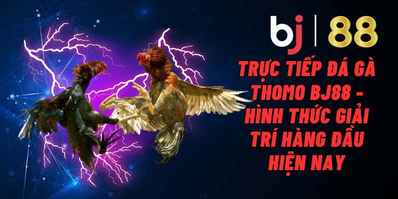 Kỹ thuật và kinh nghiệm của các chiến binh gà