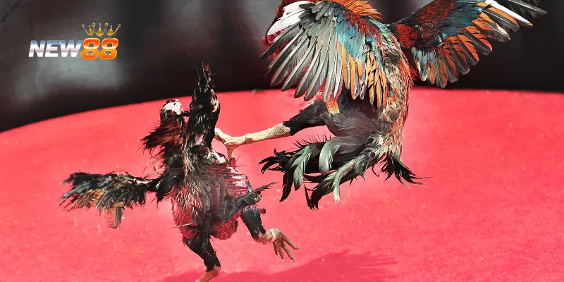 Huấn luyện gà giúp tăng sức mạnh và phản xạ.