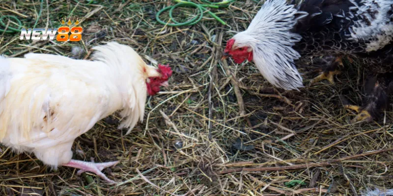 Phản công mạnh mẽ khi đối thủ sơ hở.