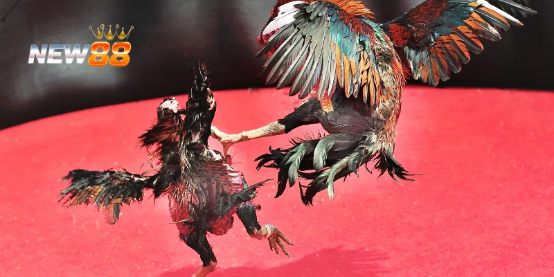 Phân tích đối thủ để đưa ra chiến thuật phù hợp