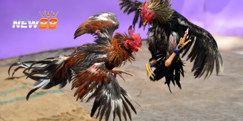 Tận dụng ưu thế sân đấu để tạo lợi thế