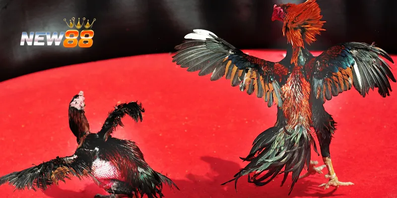 Tình huống căng thẳng trong gà lai.