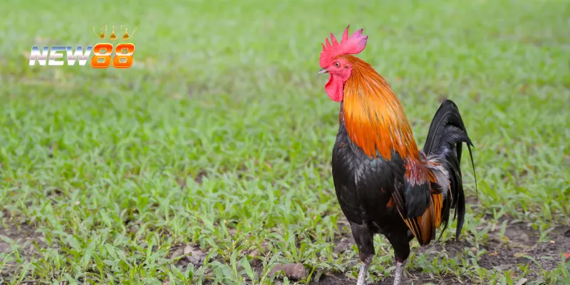 Điều khiển gà lai trong trận đấu.