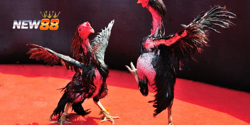 Khám phá trò chơi gà lai đấu trí.