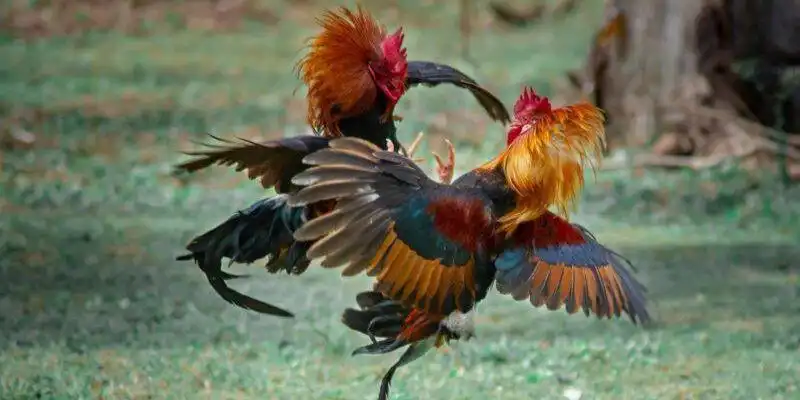 Giới thiệu về đá gà mạnh