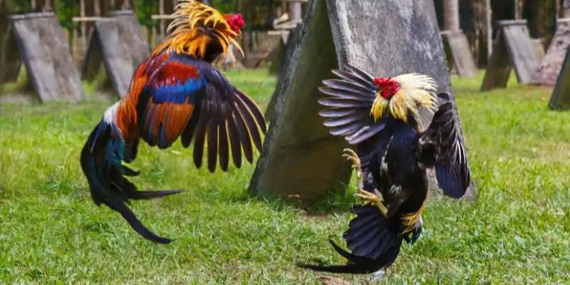 Quan sát và đánh giá ưu nhược điểm của đối thủ khi đối chiến