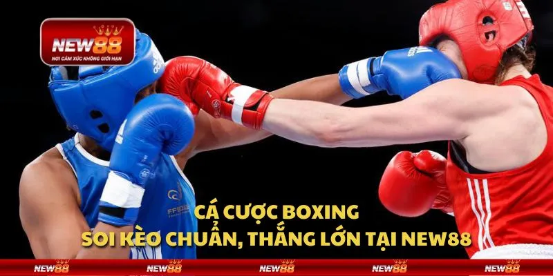 Cá cược boxing: Soi kèo chuẩn, thắng lớn tại New88