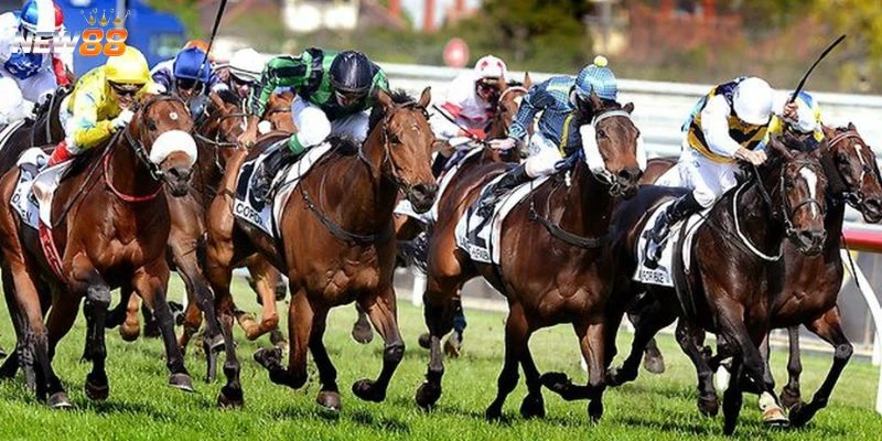 Mẹo đặt cược đua ngựa thắng đậm từ cao thủ