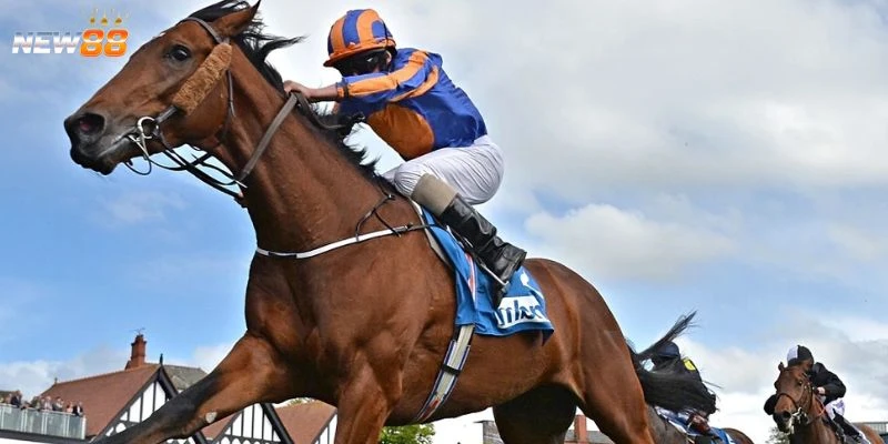 Mẹo chọn mức cược cho từng cuộc đua