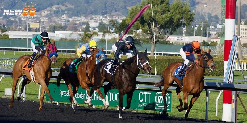 Tổng hợp các kèo cược đua ngựa thịnh hành